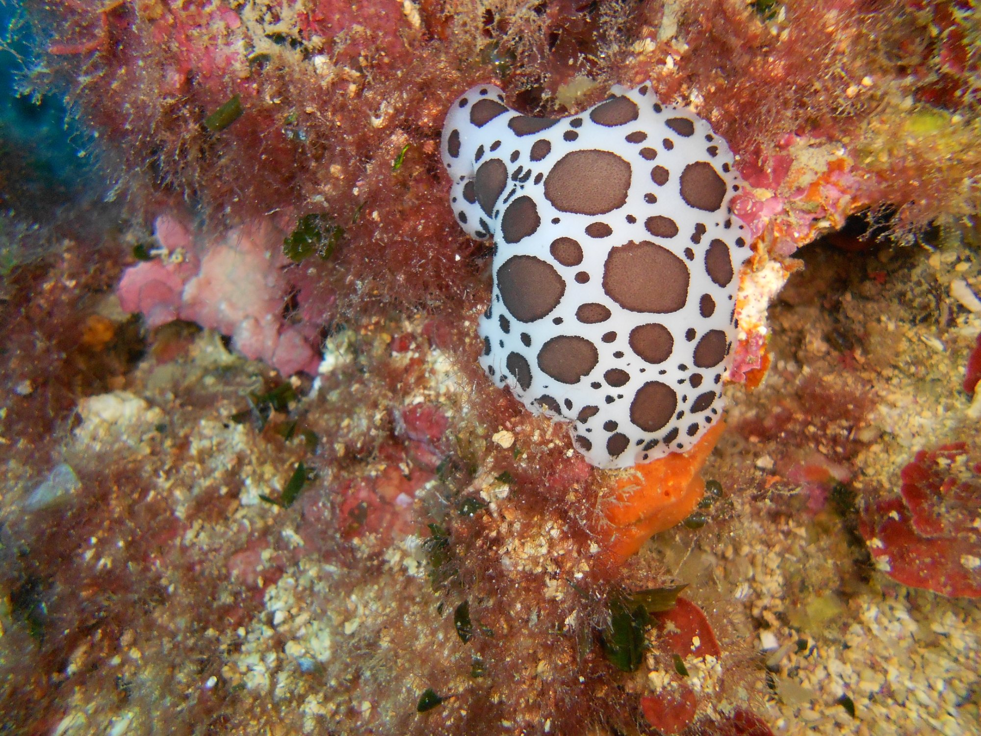 Asd Jacques Cousteau