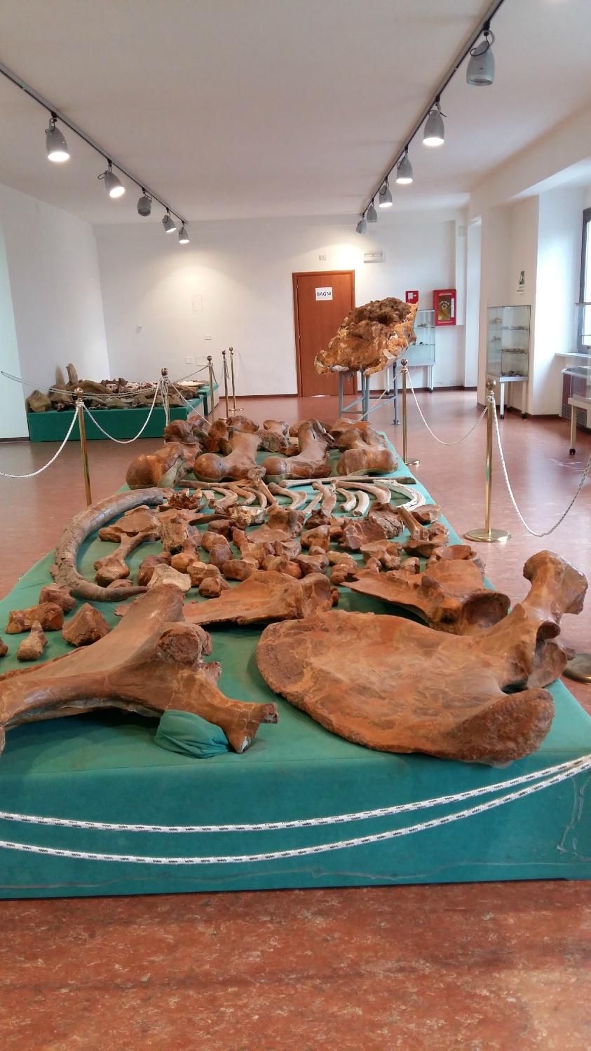 Museo Naturalistico e Paleontologico