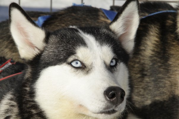 Centro Italiano Sleddog Husky Village