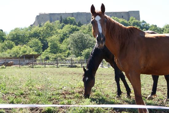 Centro Ippico Cavalieri di Bianca Lancia