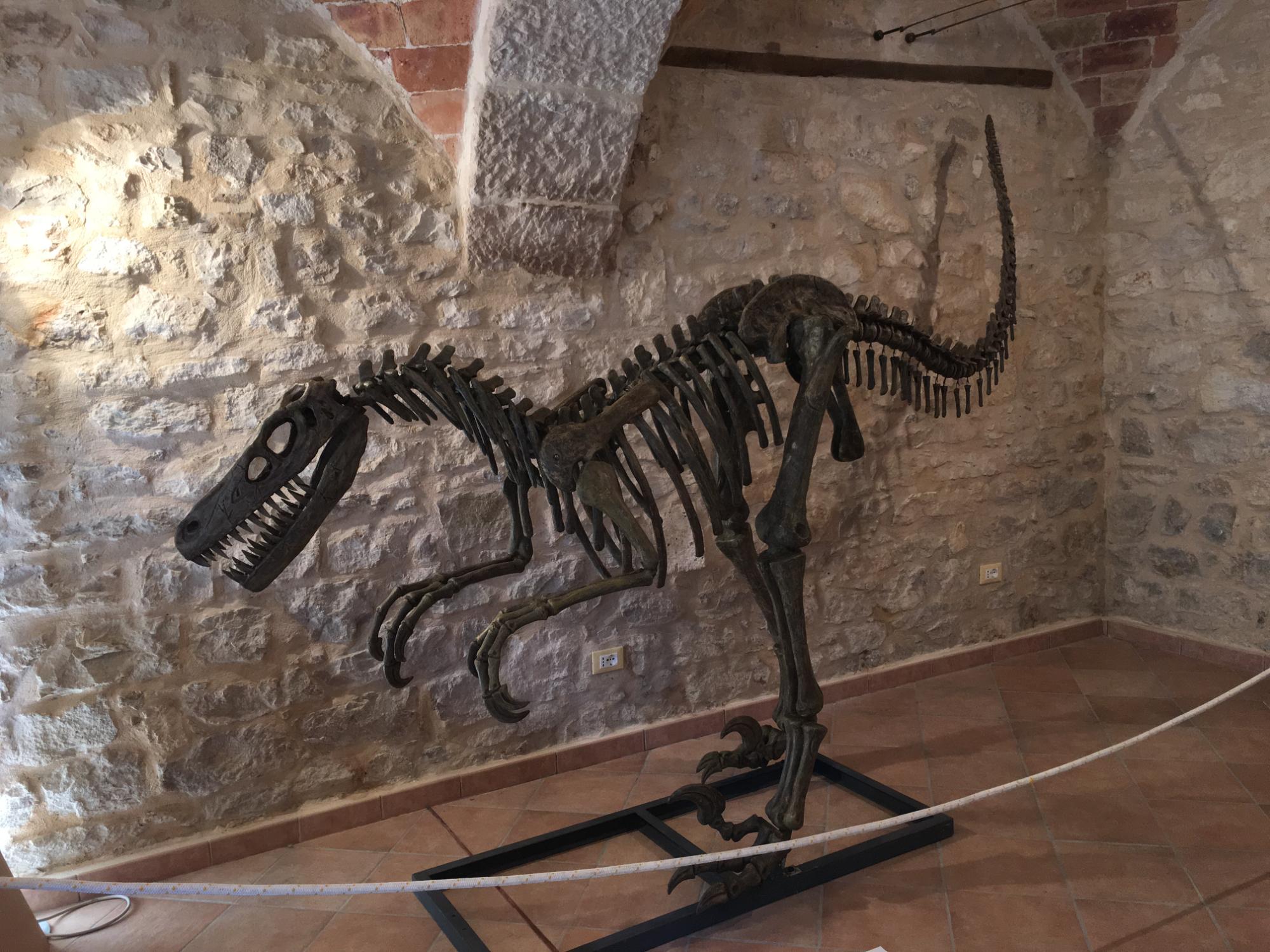 Museo dei Fossili e delle Ambre