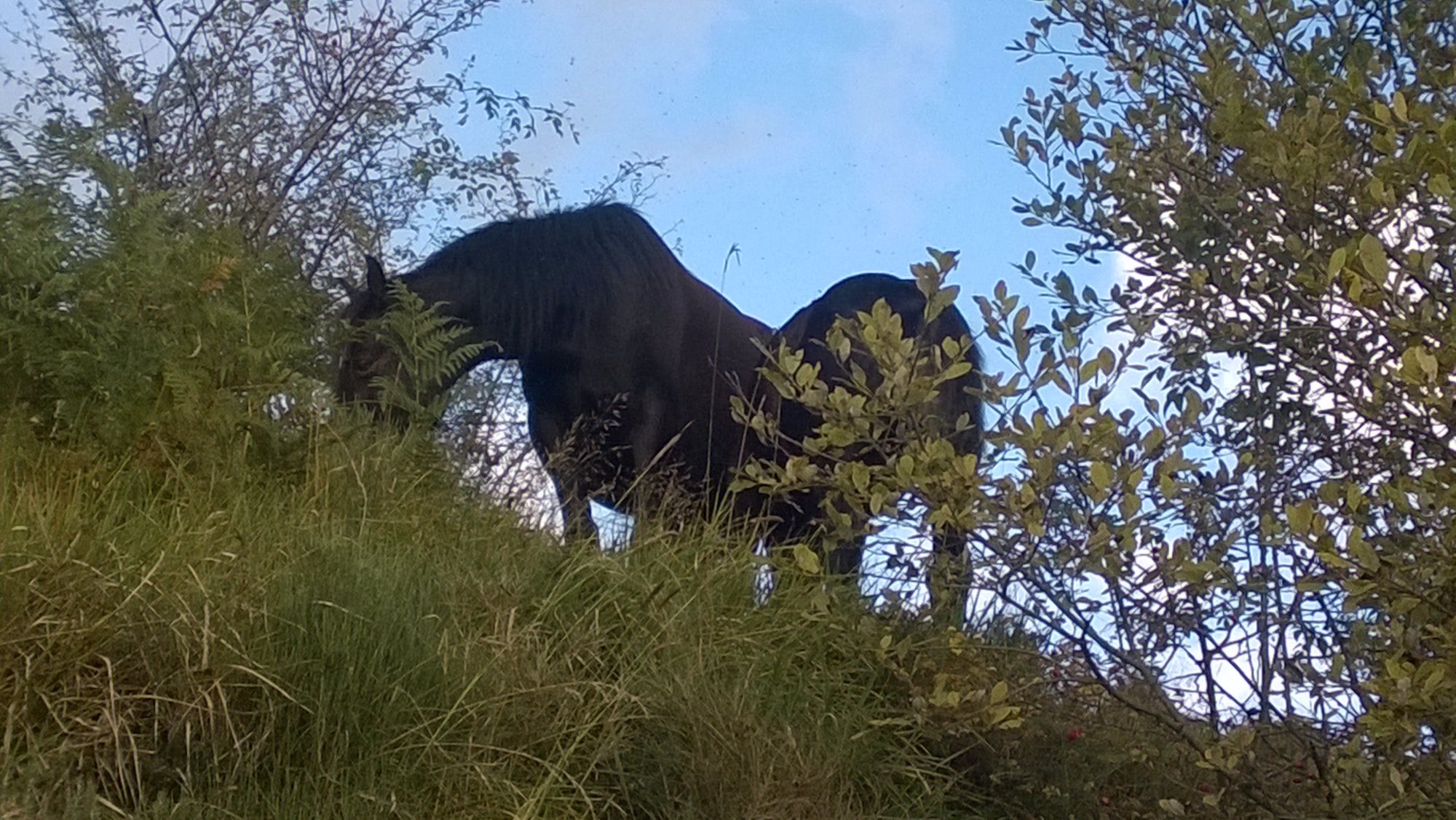 Wild Horse Watching - I Cavalli Selvaggi dell'Aveto