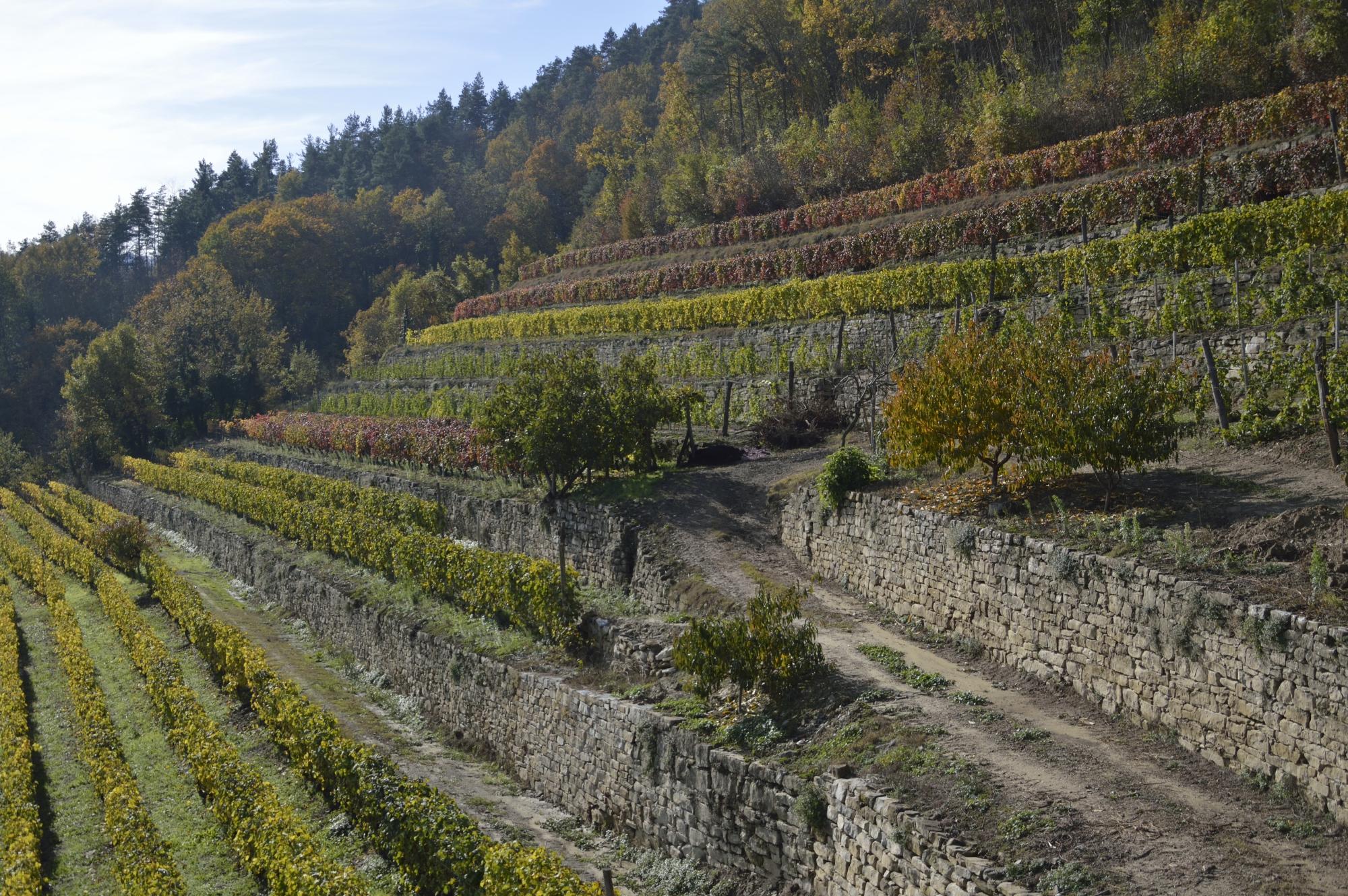 Azienda Agricola Baberis Bruno