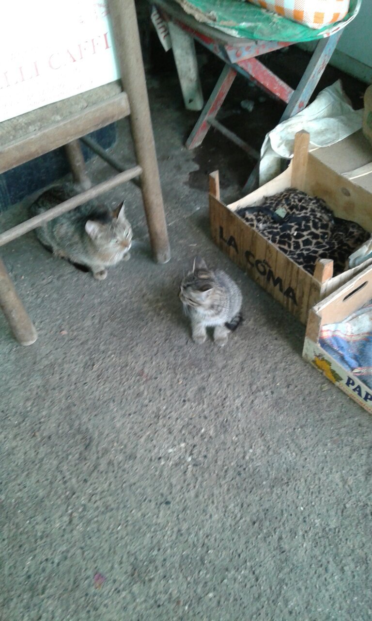 Azienda Agricola Palamini