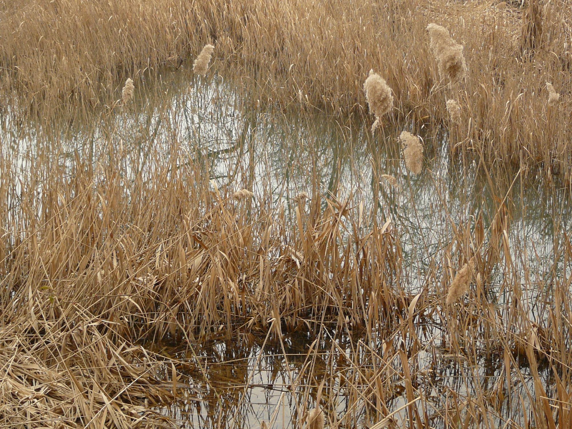 Riserva Naturale Orientata Rupe di Campotrera