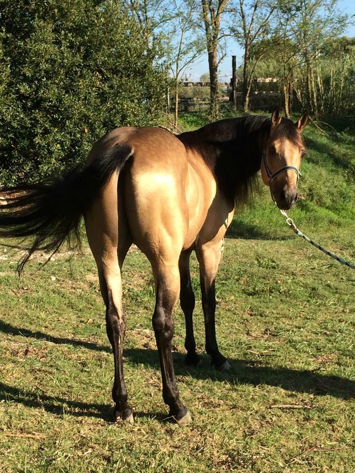 ASD Centro Equestre Bellavista