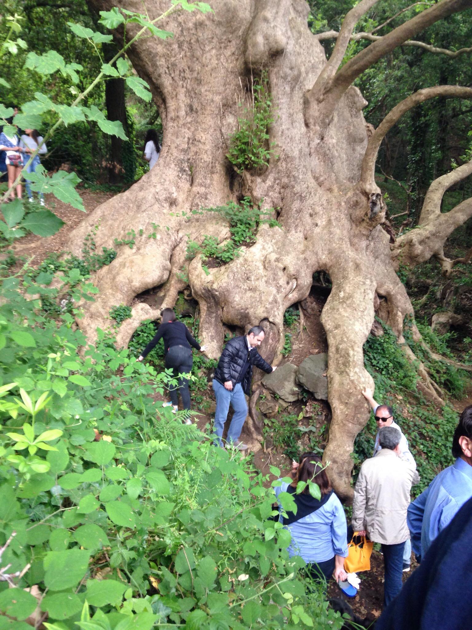 Il Gigante di Curinga