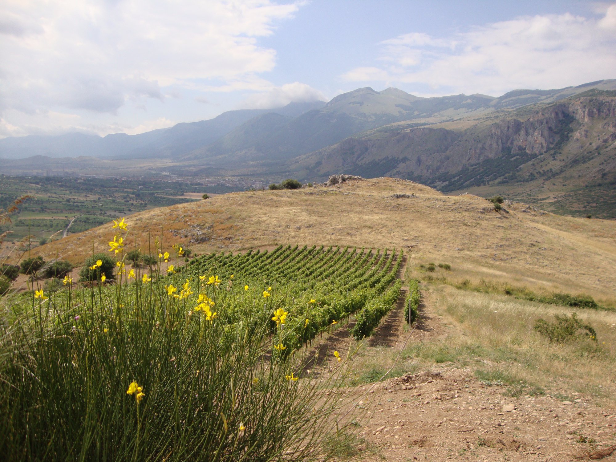 Azienda Vitivinicola Rizzo