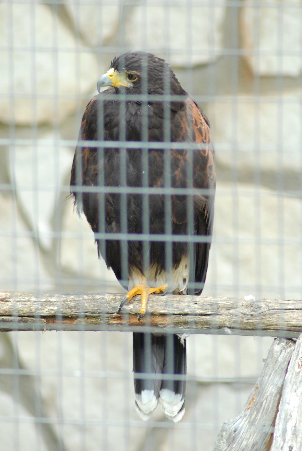 Centro Nazionale Avifauna - La Casa degli Angeli