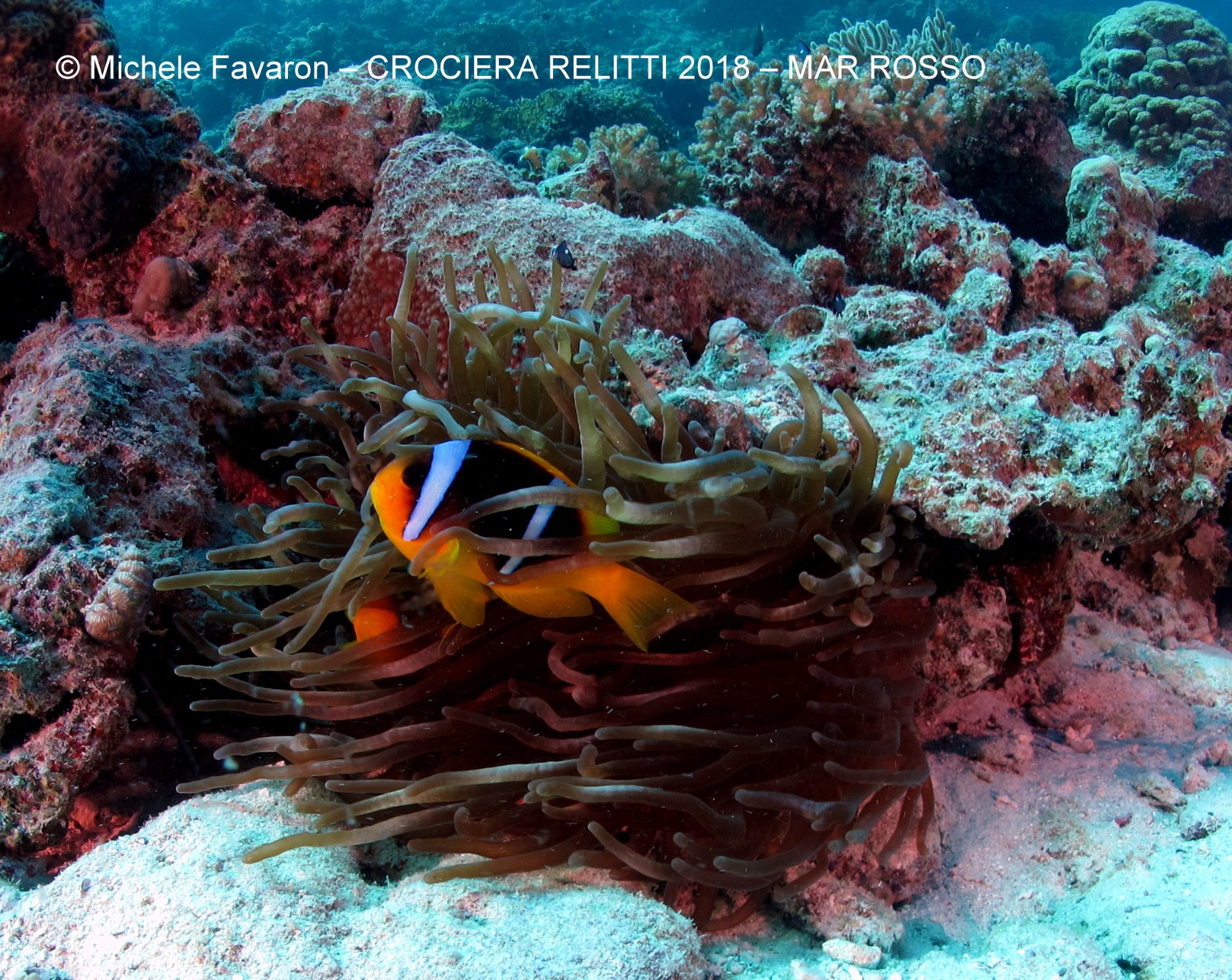 Acquelibere Sub Diving Club