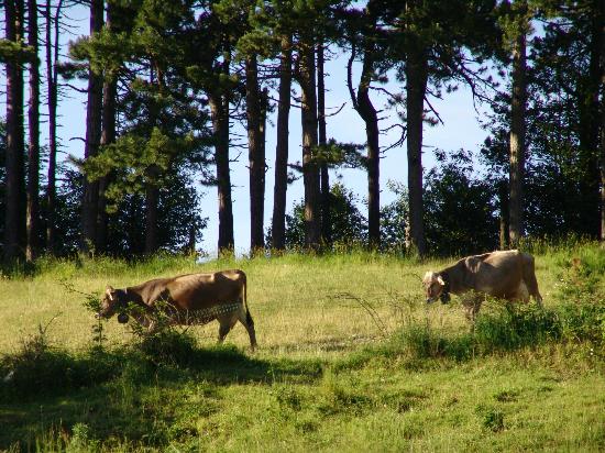 Fattoria I Piani