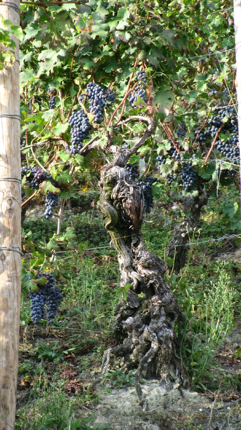 Antica Cascina Dei Conti Di Roero