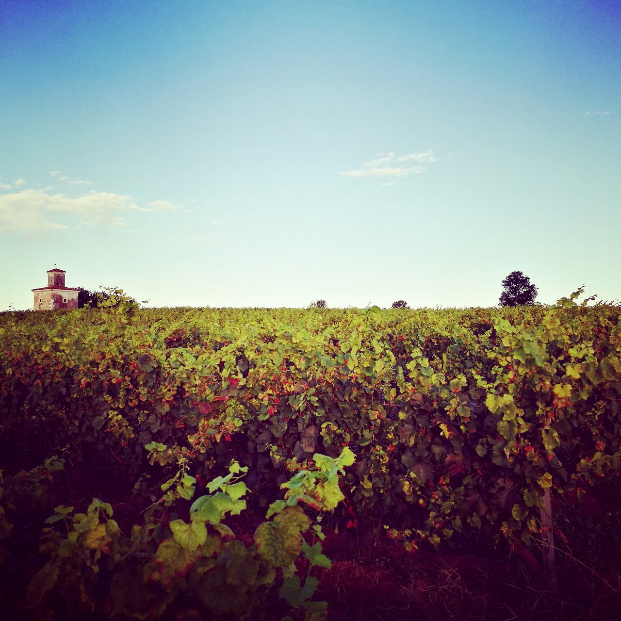 Cantina Mirabella