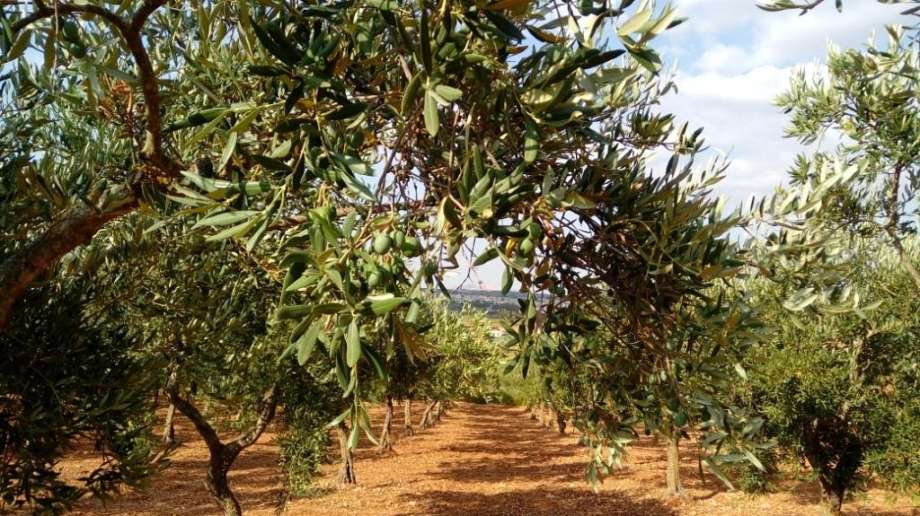 Amodeo's Farm - Olive Oil Producers in Sicily