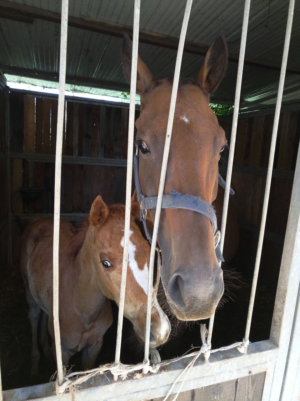 Centro Equestre San Giorgio