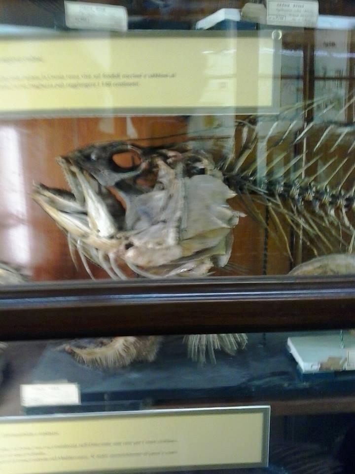 Museo Di Zoologia P. Doderlein