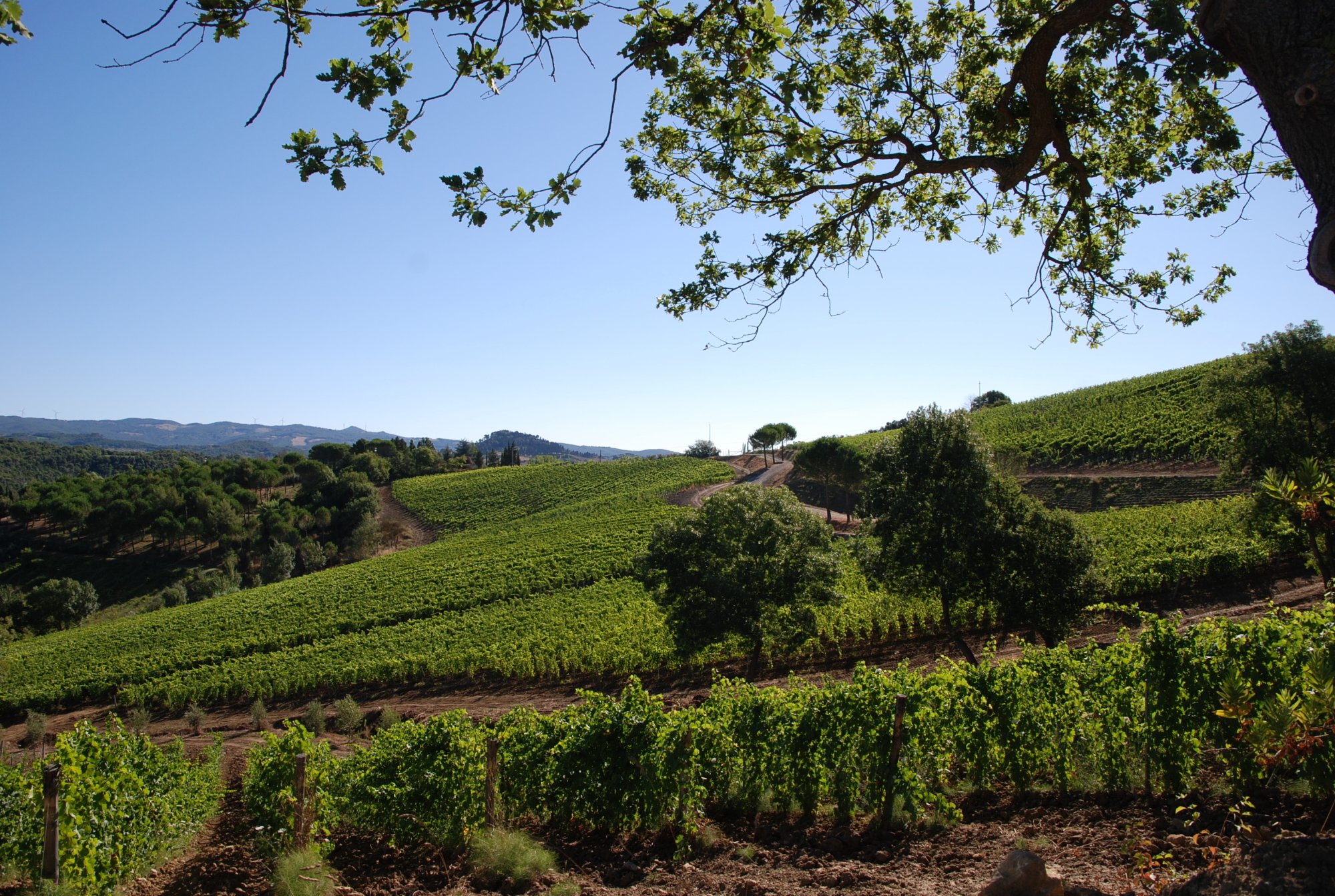 Le Colline di Sopra