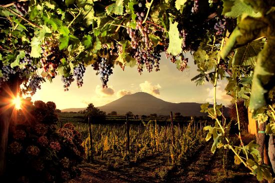 Azienda Vinicola Sorrentino