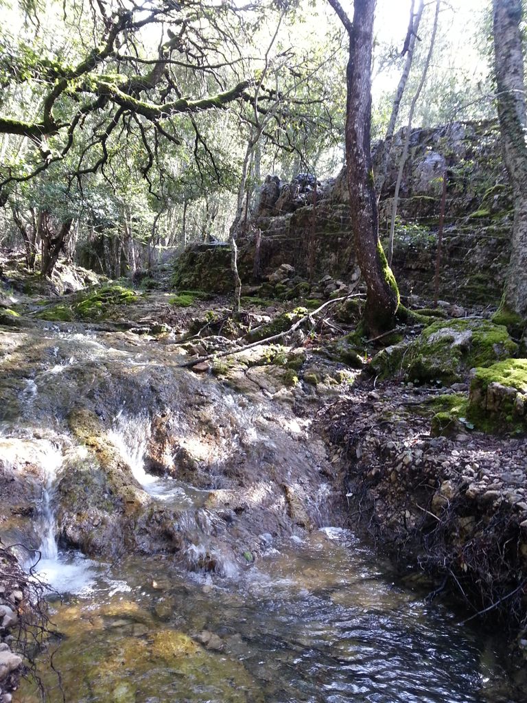 Foresta di Montarbu