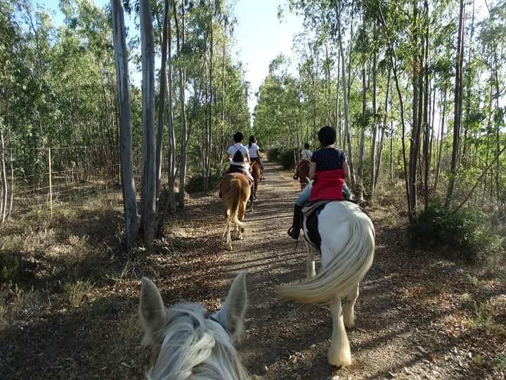 Cossu Quarter Horses