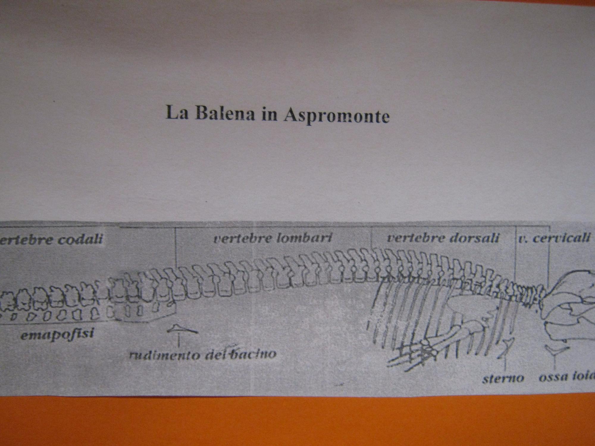 Museo Civico di Paleontologia e Scienze Naturali dell'Aspromonte