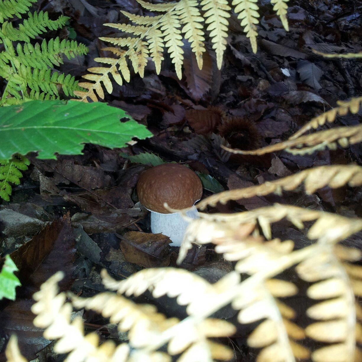 Parco Naturale della Benedicta