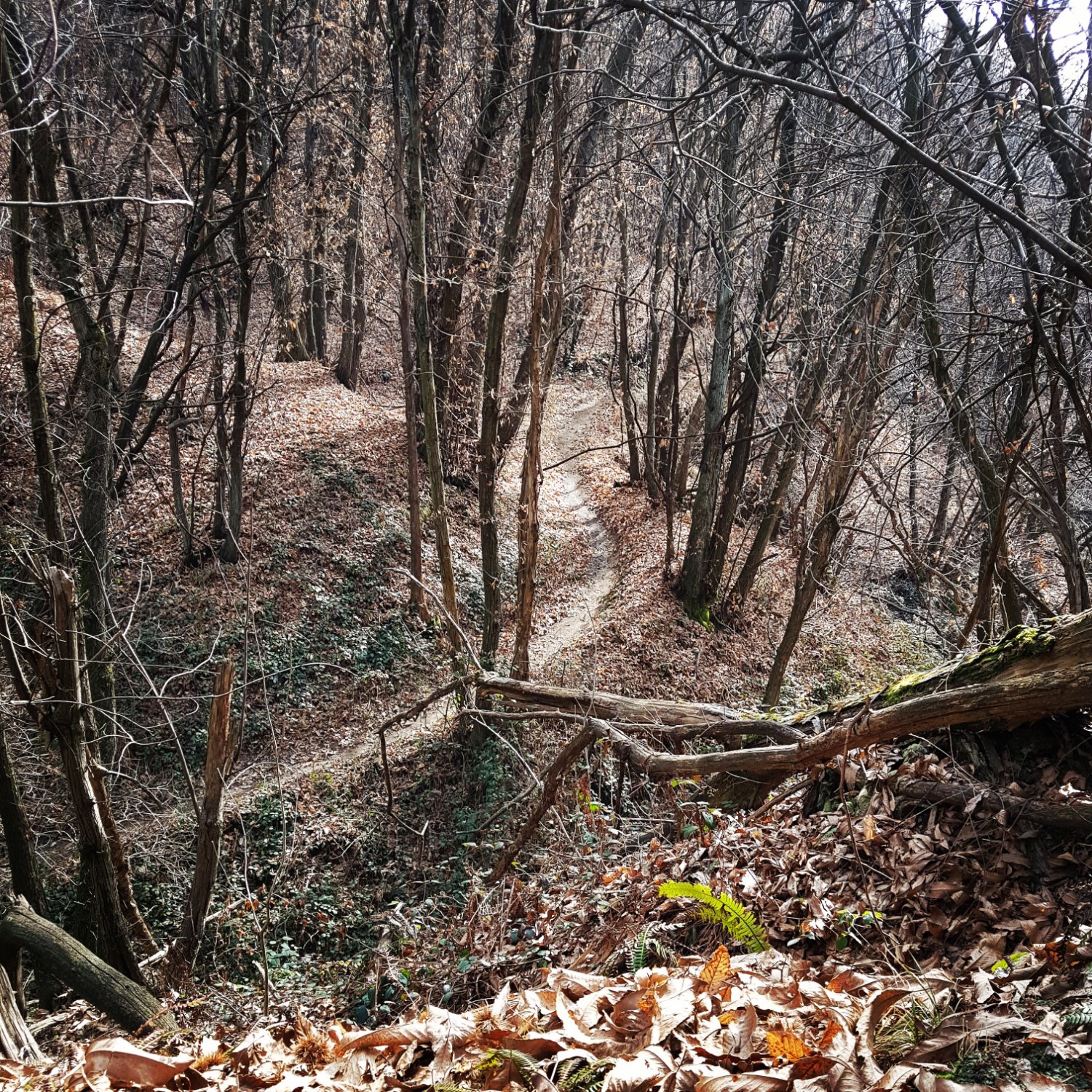 I Sentieri dei Lupi del Cornaggia - MTB