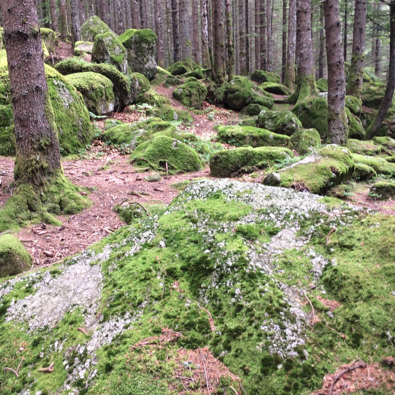 Foresta Bagni Masino