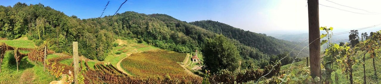 Azienda Agricola Tassodine