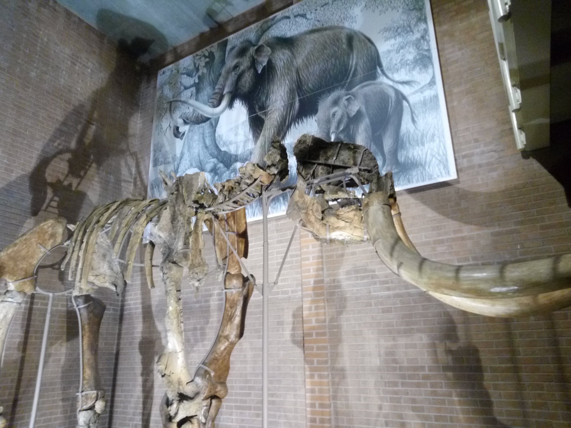 Museo della Venere e dell'Elefante