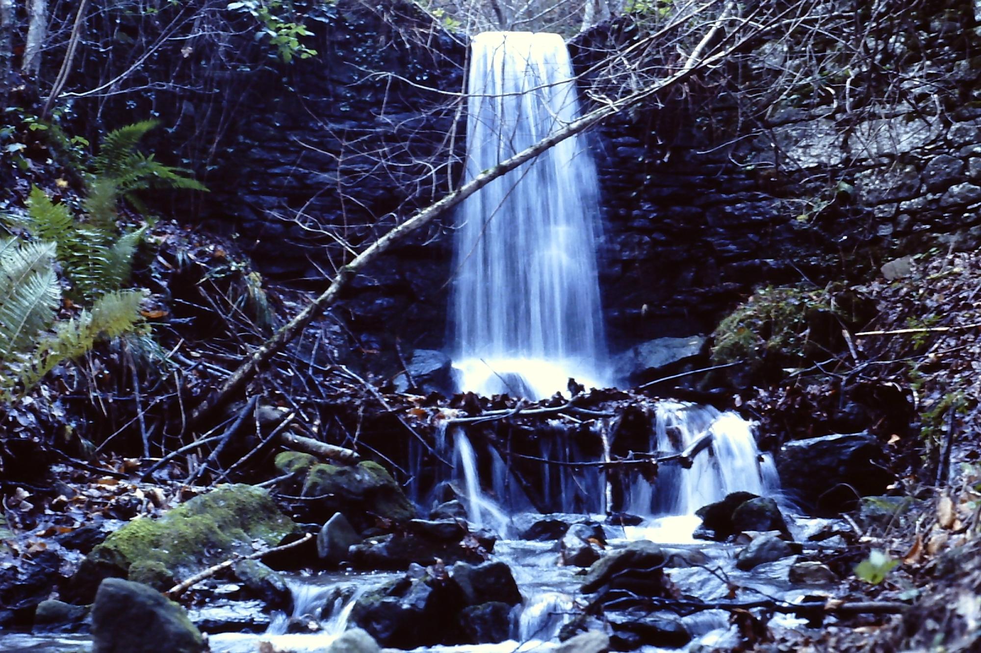 Castagno miraglia