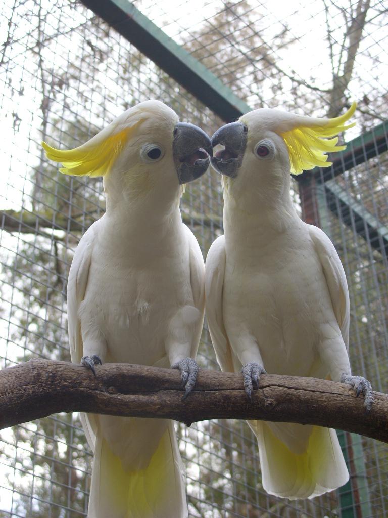 Il Parco Degli Uccelli