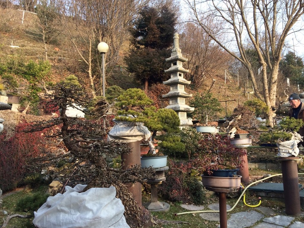 Giardino Museo Bonsai della Serenità