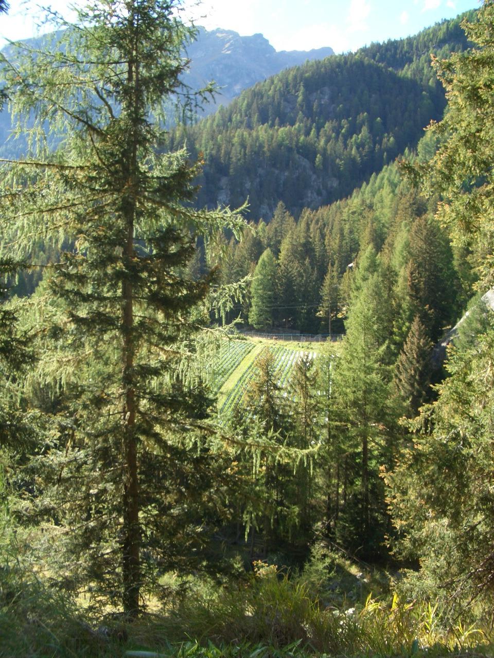 Südtiroler Erdbeer-Weg