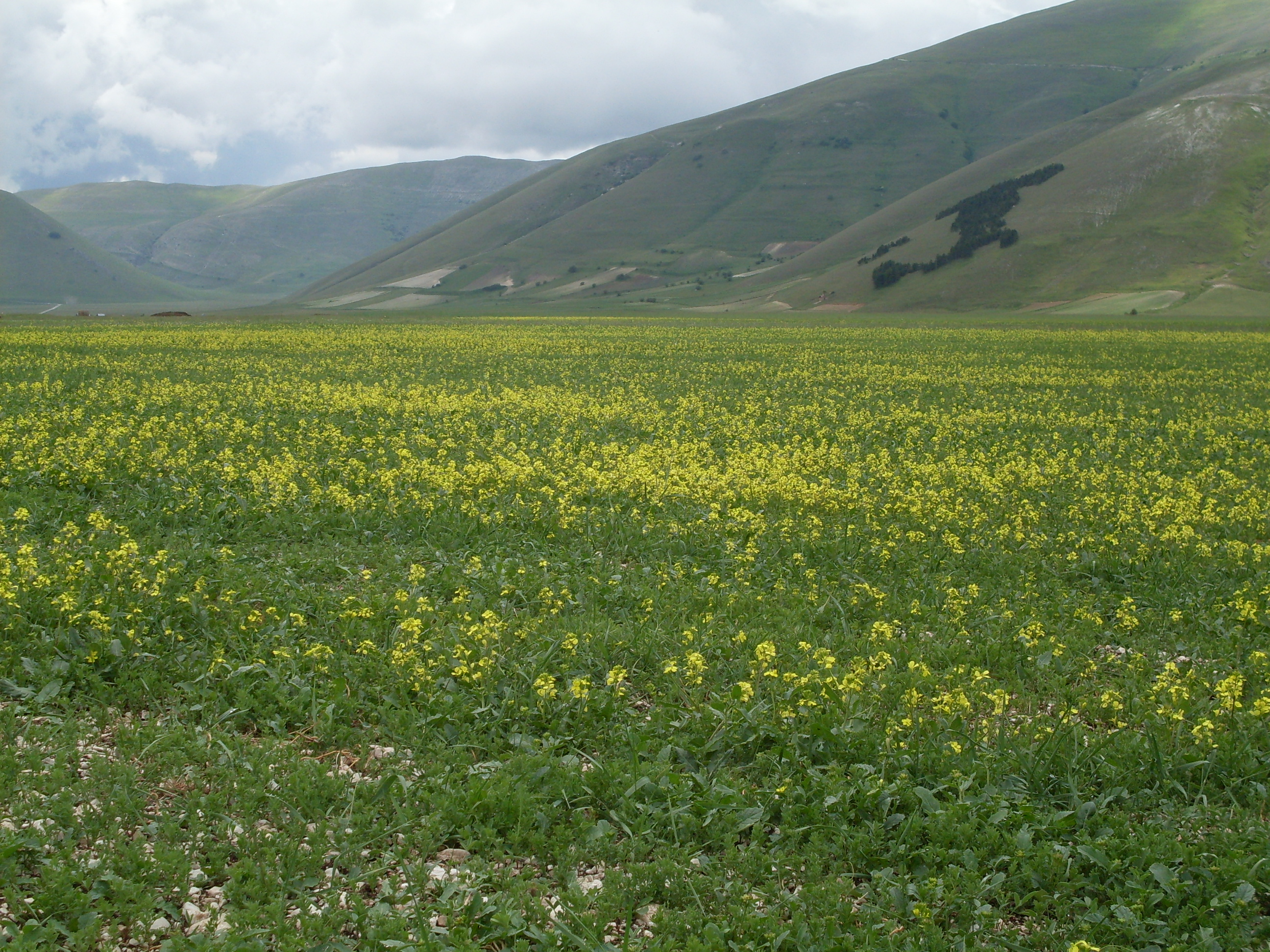 Piana di Castelluccio di Norcia