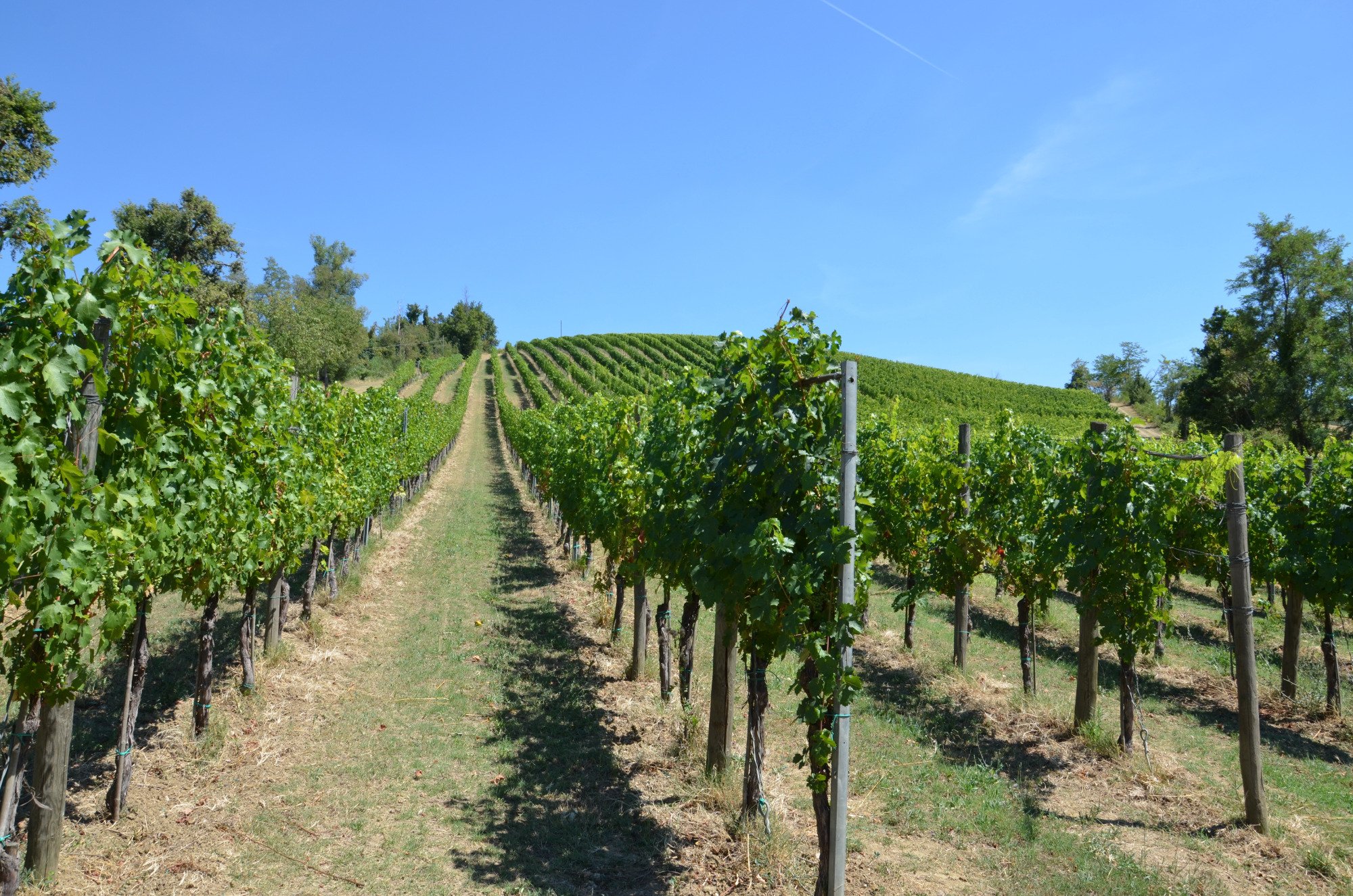 Azienda Agricola Botti di Bovina Fabio