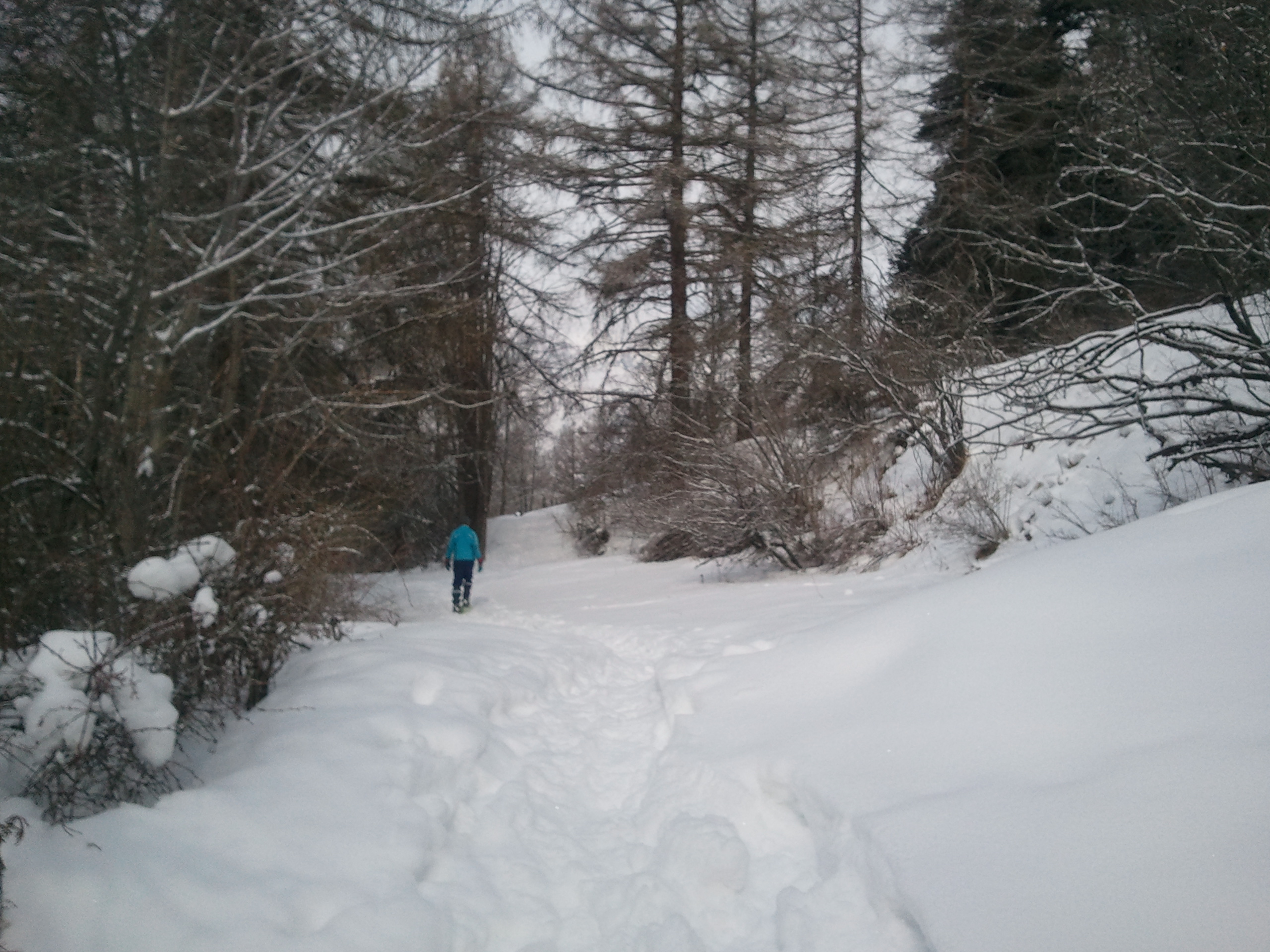 Parco Naturale del Gran Bosco di Salbertrand