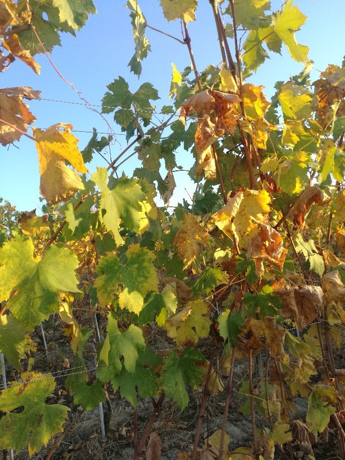 Azienda Agricola Mossio Fratelli