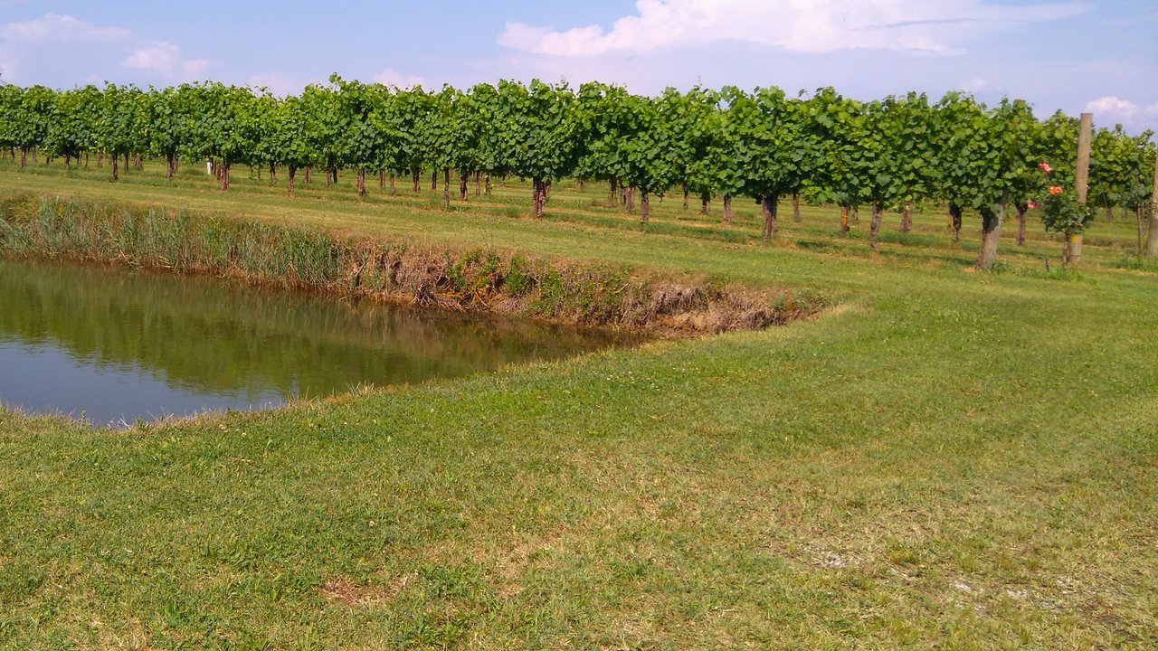 Azienda Agricola cav. Emiro Bortolusso