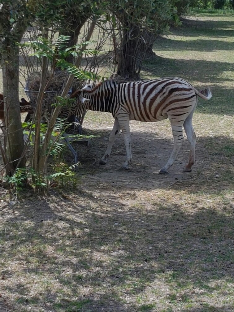 Zoo Delle Maitine