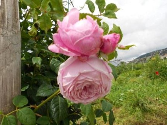 Giardino della Rosa