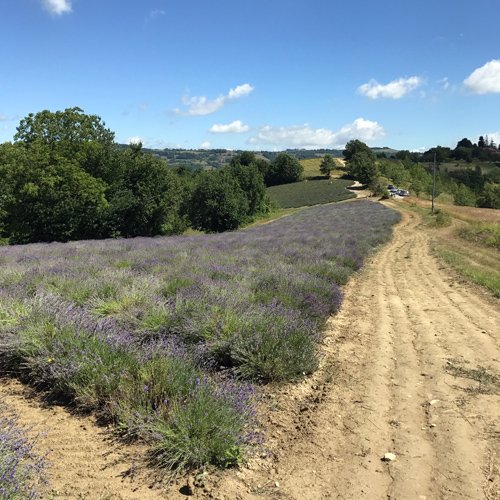 Fioritura della Lavanda