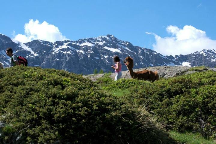 Alpacas la Foppa