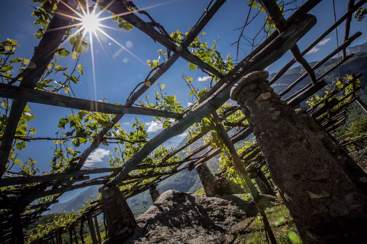 Cantina Produttori Nebbiolo di Carema