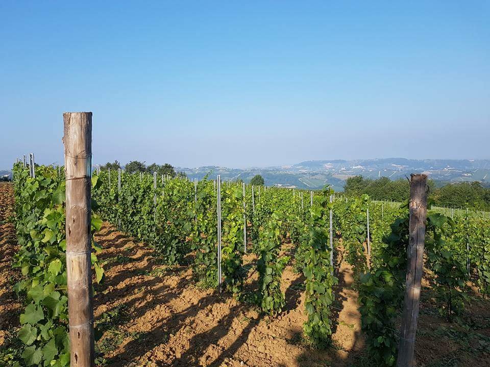 Azienda Agricola Cardelli Danilo