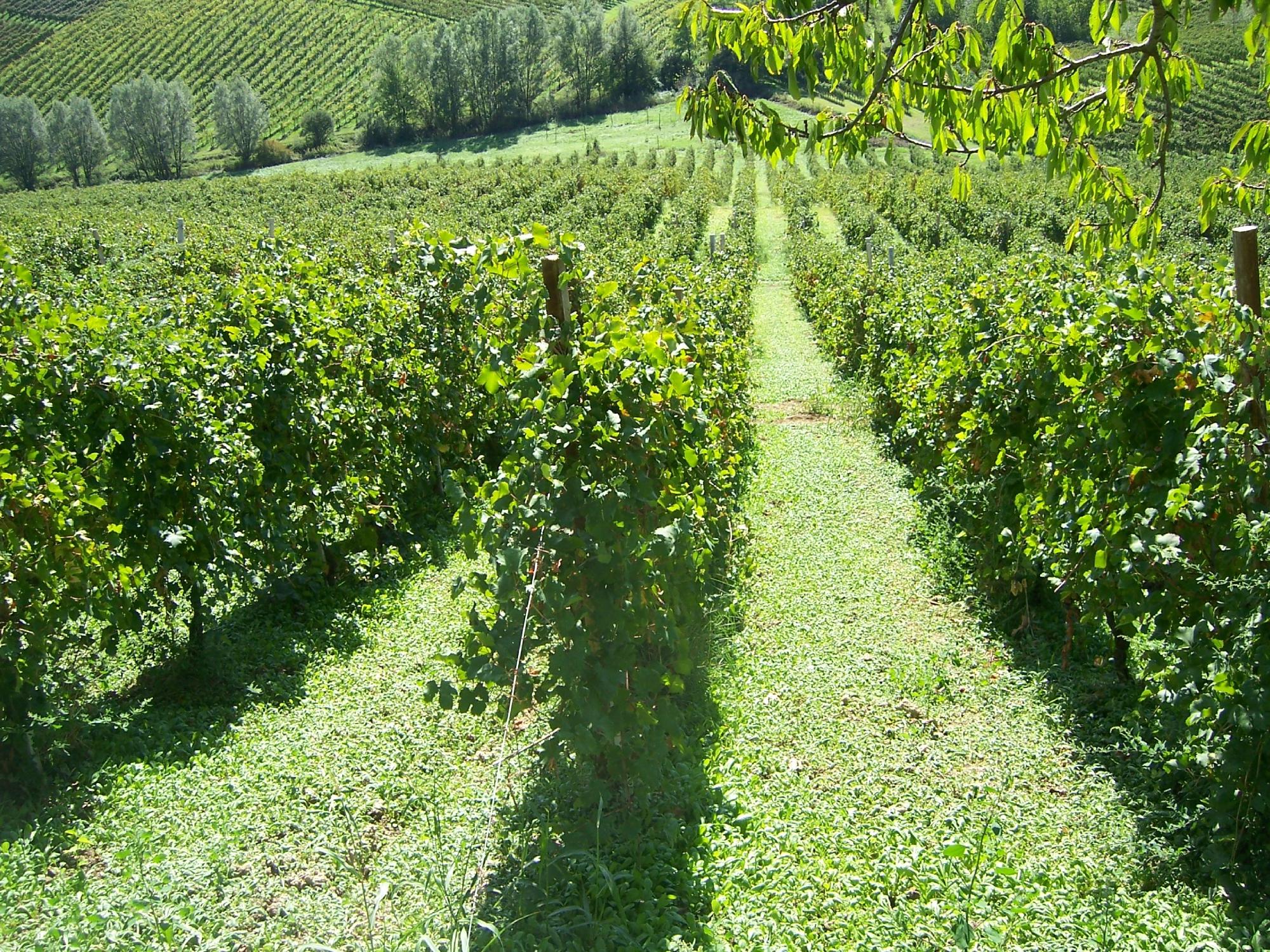 Azienda Agricola Maggi Giorgio