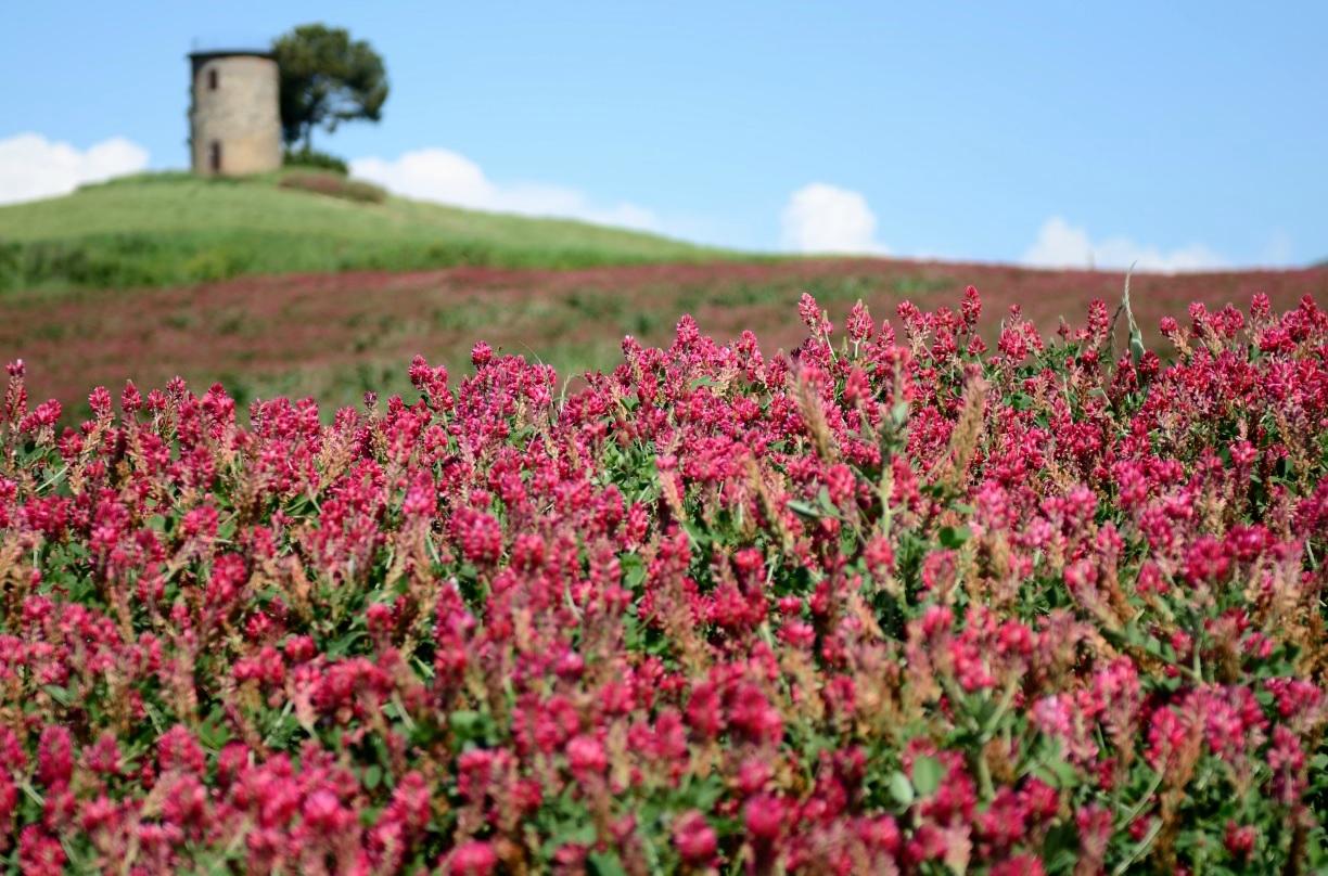 Bicipedi in Toscana - Day Tours