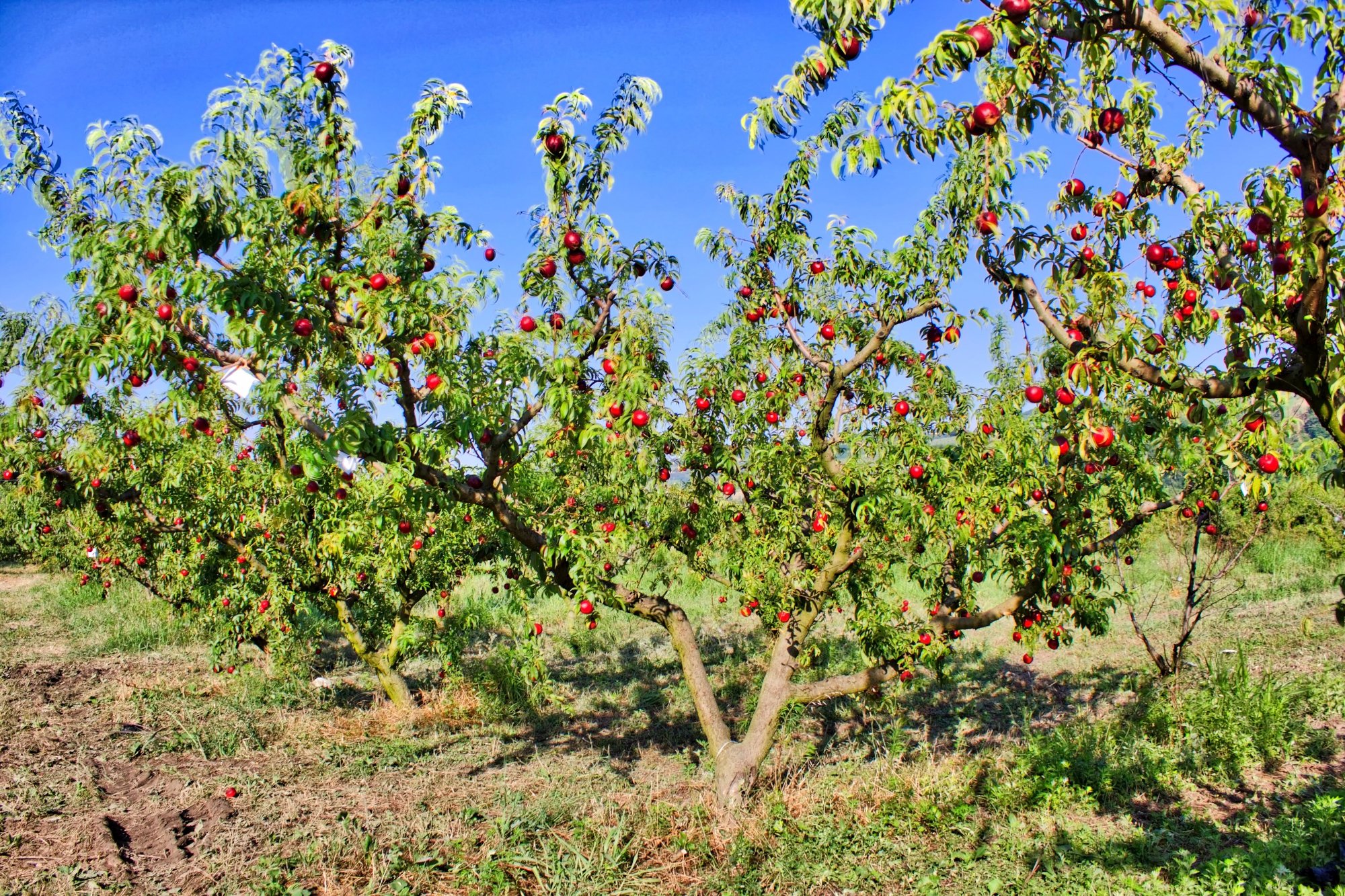 Azienda Agricola Mercuri Francesca