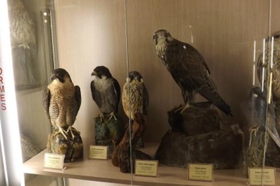 Museo della Fauna Selvatica
