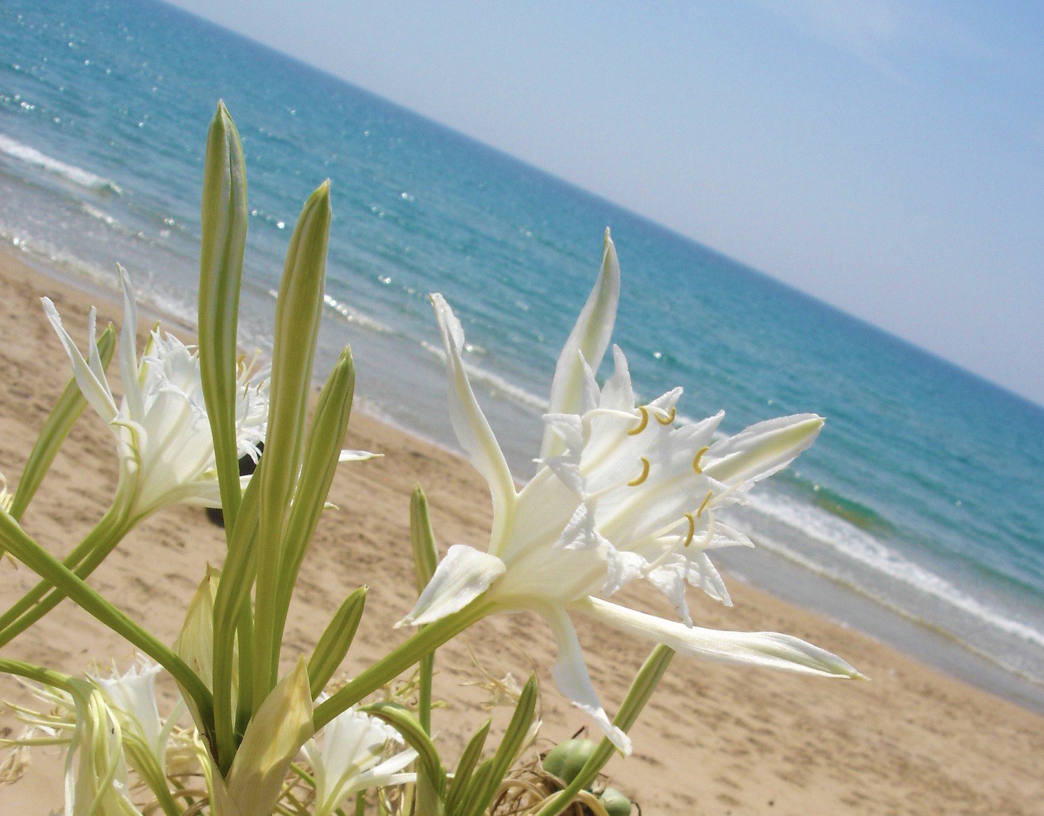 Spiaggia di Lido Fiori